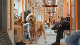 Pets em Londres | Londonnices: Dicas & Experiências em Londres
