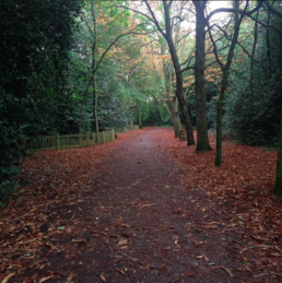 Bosque no Parque Holland Park em Londres